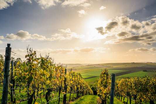 Exploring Perth Hills and Vineyards: A Hidden Gem with Sunset Coast Relocation